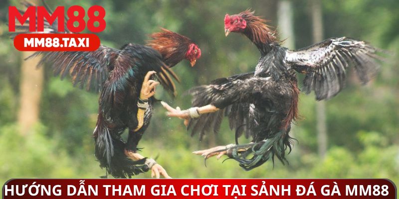 Hướng dẫn tham gia chơi tại sảnh đá gà MM88